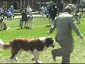 New England St. Bernard Club specialty BOB PM Show 2007 New England St. Bernard Club specialty BOB PM Show 2007