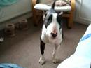 Bull Terrier telling it like it is!