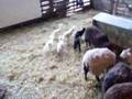 Lambs go Bananas