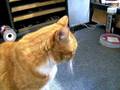 Rav i Ribe ambercat Boris