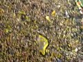 BVB - Schalke 12.05.07