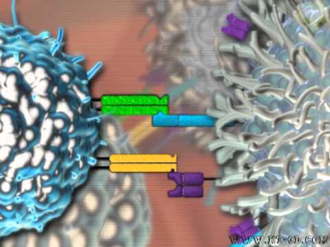 how to treat elevated nk cells