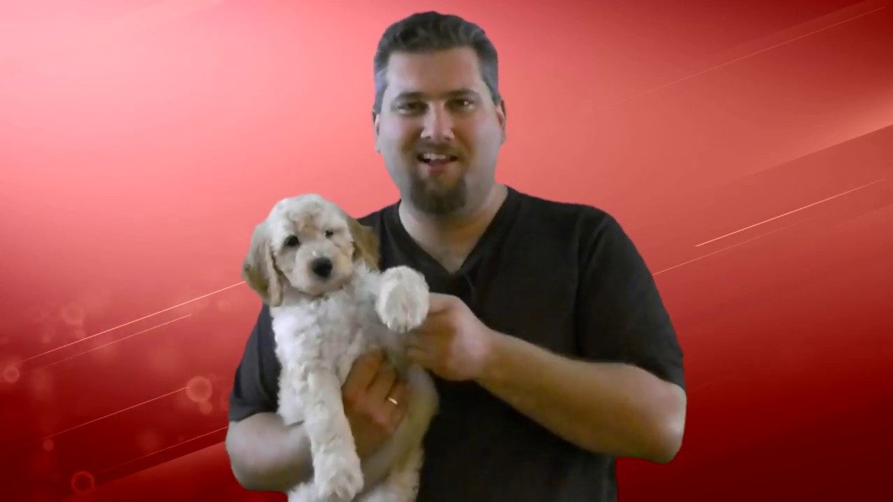 Grooming, Brushing & Bathing Tips