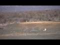 Lioness Chasing Wildebeest Lioness Chasing Wildebeest
