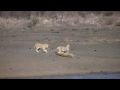 lioness chasing  wildebeest