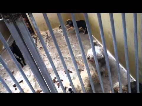 canary island dog