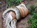 Las Serpientes Constrictoras traga venados de venezuela
