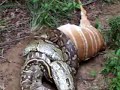 Las Serpientes Constrictoras traga venados de venezuela