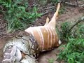 Las Serpientes Constrictoras traga venados de venezuela