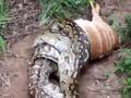 Las Serpientes Constrictoras traga venados de venezuela