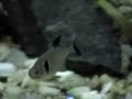 Mi acuario 100Lt. Hevia Song
