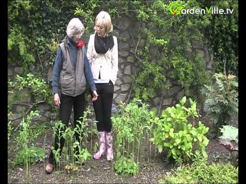 how to transplant solomon's seal