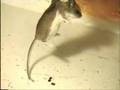Mouse Hunting