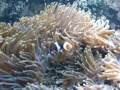 Os reefs do Restaurante Matias em Ilhabela 