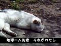 猫動画