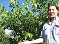 White Shahtoot Mulberry Tree