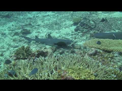 0 Fiji Diving: Levuka and Wakaya