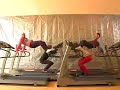 Ok Go Treadmill Video
