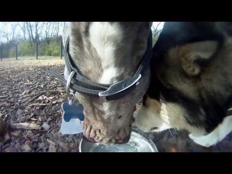 Video slow motion di cani che giocano tra loro Video slow motion di cani che giocano tra loro