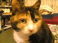 cats/gatos: tributo a tara e cookie