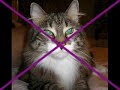 cats/gatos: tributo a tara e cookie