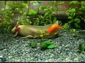 DerK�nig desGoldenfischs liebt denSchwanz desGoldenaxolotls!