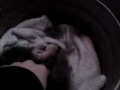 2-day-old Rabbits!