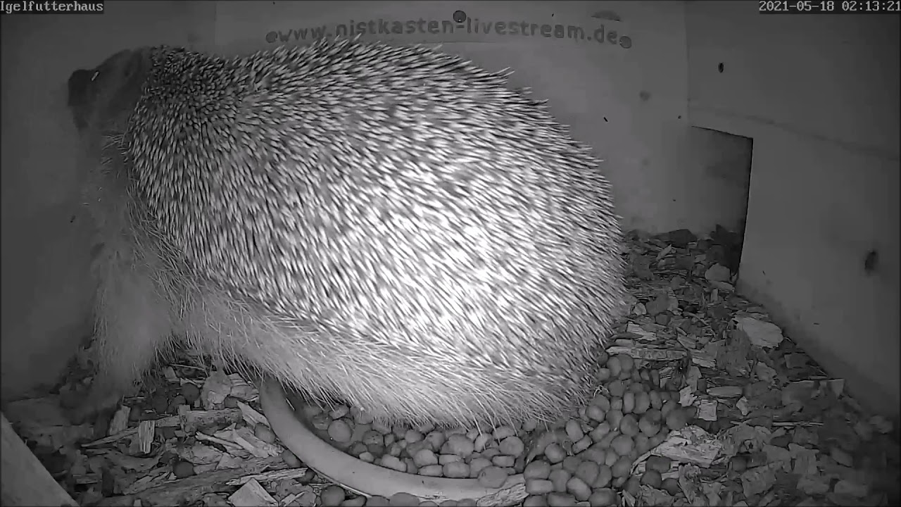 Stachelige Yoga-Übungen im Igelfutterhaus? 18.05.2021