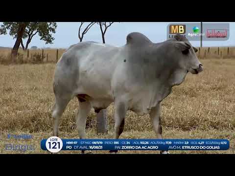 2 DE OLHO NA FAZENDA NELORE BIRIGUI