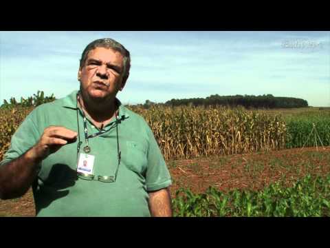 milho - José Carlos Cruz, pesquisador da Embrapa Milho e Sorgo na área de Desenvolvimento de Sistemas de Produção, fala sobre as épocas ideais para o plantio do milh...