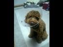 シャネル君 toy poodle