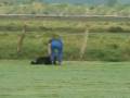 videos de MONA- Prova de faro IPO II - SJC -29-11-2008 .wmv