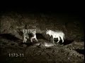 Lions toying with a large crocodile