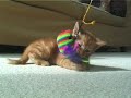 Cute Kittens Having Fun Icon