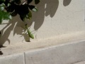 MANTIDE RELIGIOSA - LEO