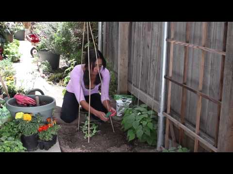how to trim snap peas