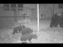 Rugged & Weatherproof Hidden Camera W/ Nightvision For Ultimate Outdoor Security Surveillance