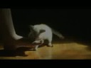 Cat play Cat play