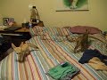 Savannah Cat & Fennec Fox Savannah Cat & Fennec Fox