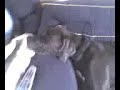 MY CUTE LiKKLE DOGGiES