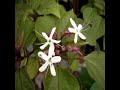CLERODENDRON  Blütezeit