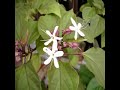 CLERODENDRON  Blütezeit