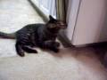 videos de Catnip, Kali Kisses, and Sniffy Face!!!!