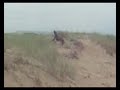 a bridgitte le gusta la playa