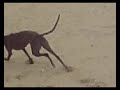 a bridgitte le gusta la playa