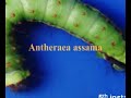 shows how the wild silk worms,antheraea assama, are reared on marchilus bombicina, locally called som, trees. children are employed to protect the worms from birds.