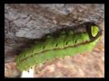 shows how the wild silk worms,antheraea assama, are reared on marchilus bombicina, locally called som, trees. children are employed to protect the worms from birds.