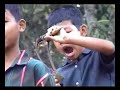shows how the wild silk worms,antheraea assama, are reared on marchilus bombicina, locally called som, trees. children are employed to protect the worms from birds.