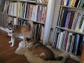 Skadie the Norwegian Lundehund in Heat