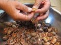 Shelling Pecans